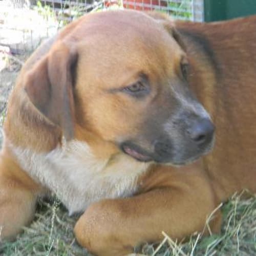 No photo for Sam (Puppy For The Big Cuddly Dog Lover)