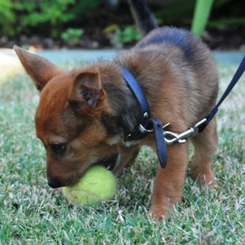 No photo for Quinn (D1733) *Adopted*
