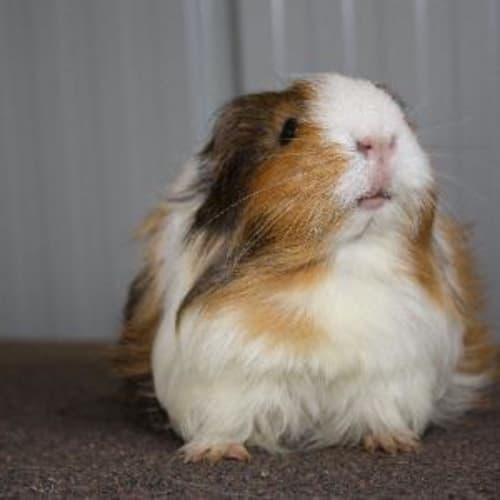 Penelope (Red Flag)