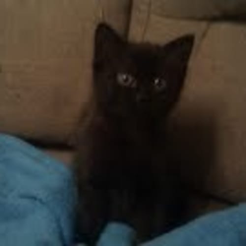 No photo for Female Kitten