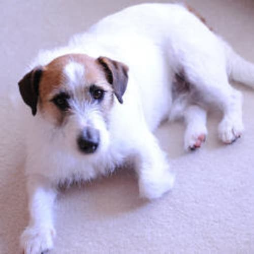 Jack Is Trying A New Home!!