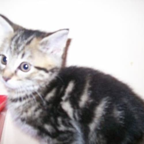 Itschy *Pending Adoption*