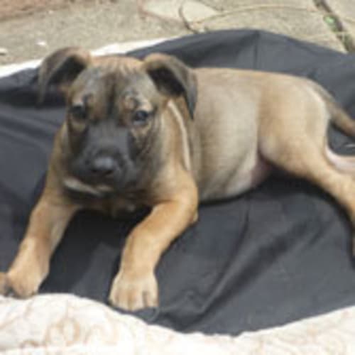 Xena