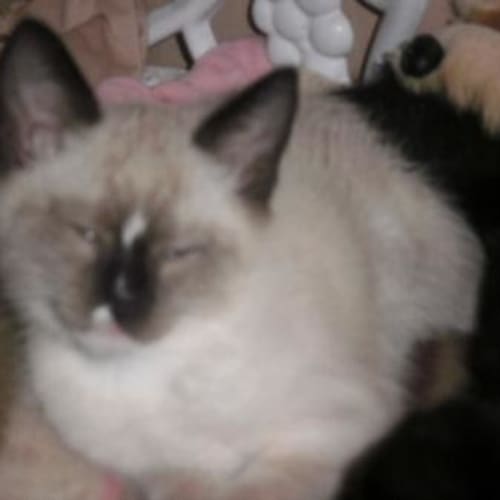 No photo for Little Birman X