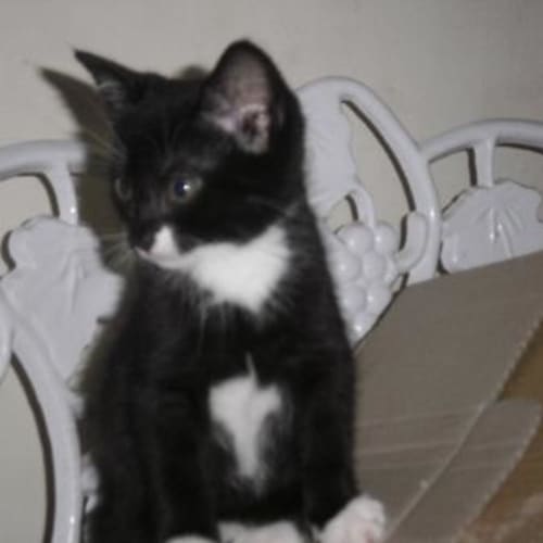 No photo for Un Named Black And White Female