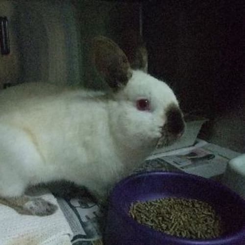 No photo for C7894 "Thumper"