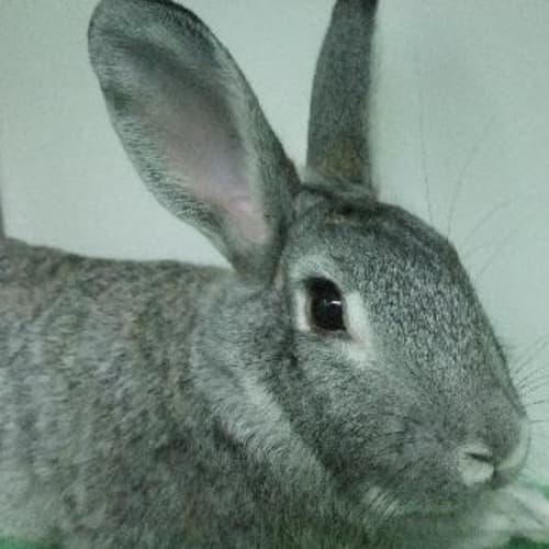 C08839 "Jenny"