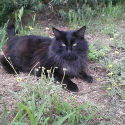No photo for Hunter*On Trial In New Home*
