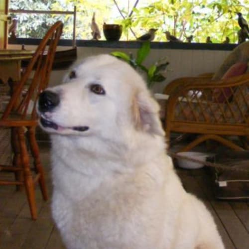 No photo for Tess (Companion Dog)
