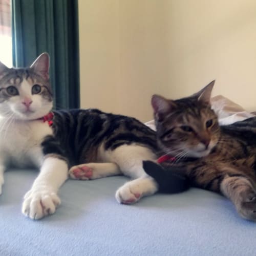 No photo for Babe And Tabby 
