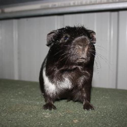 Milo
