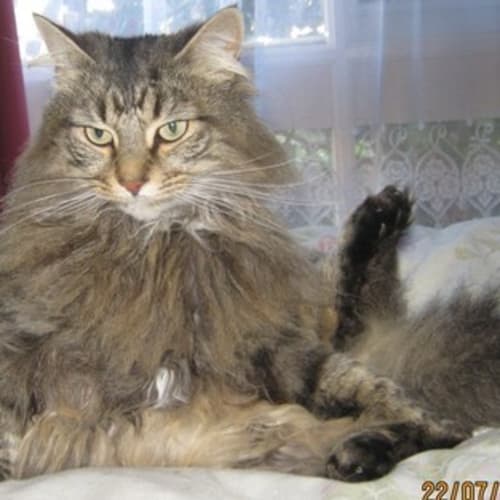 Bella ( Aka Tinkerbell)