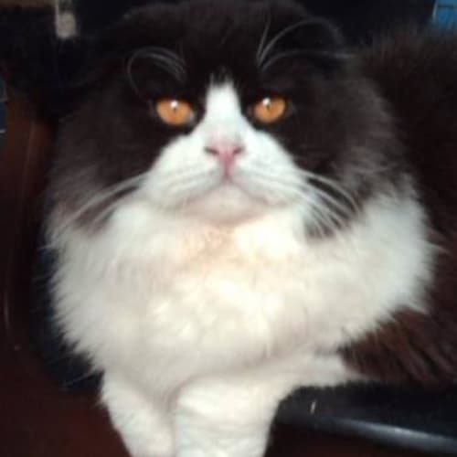 Oscar