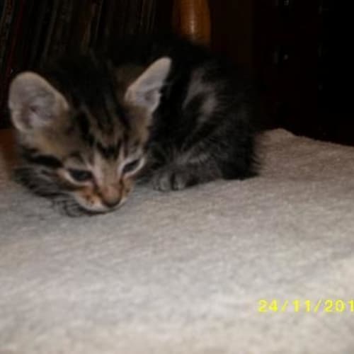 Lucy