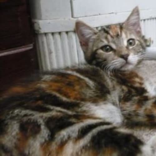 Freda - Adopted