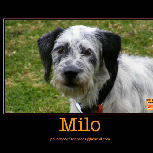 No photo for Milo Is On Trial, Just In Time For Christmas!
