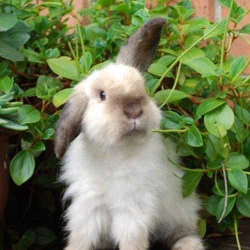 Prancer -Desexed and Vaccinated