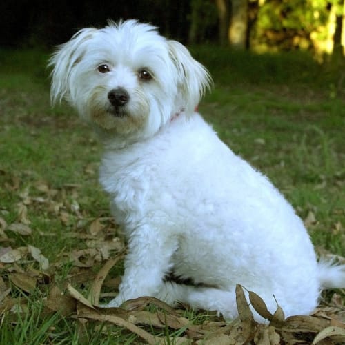No photo for Roxy (Moodle)