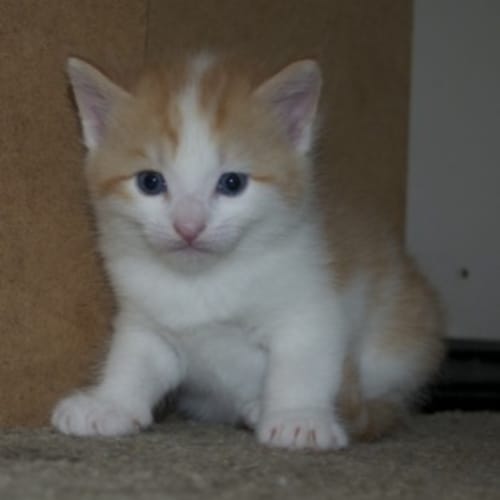 Ben