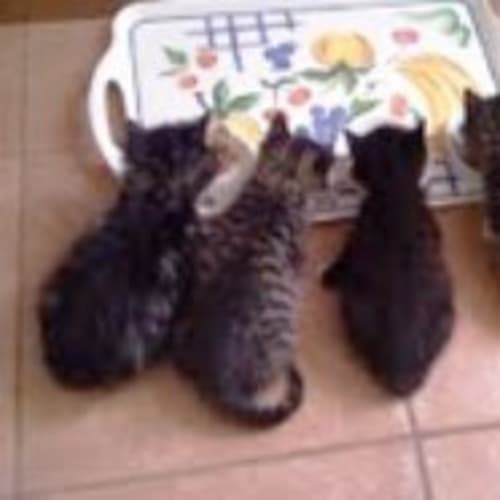 Young Male Kittens