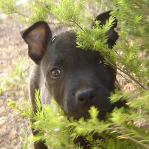 Adoption Pending ~Mack~