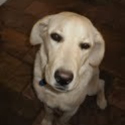 Mieka ** Adoption Pending **