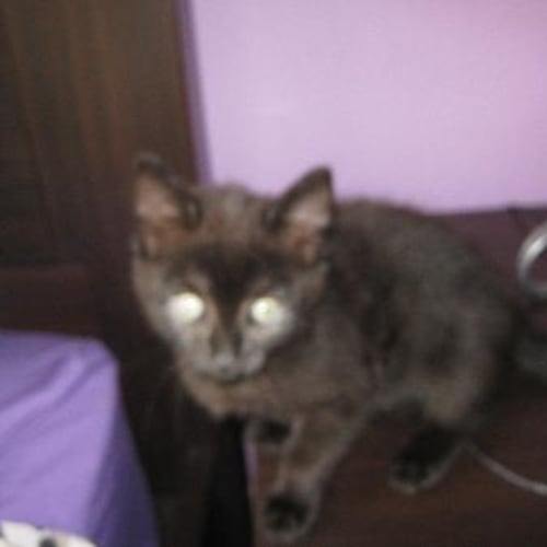 Panther