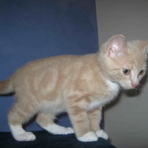 Oliver