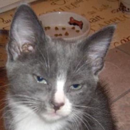 No photo for Hermione  Adopted