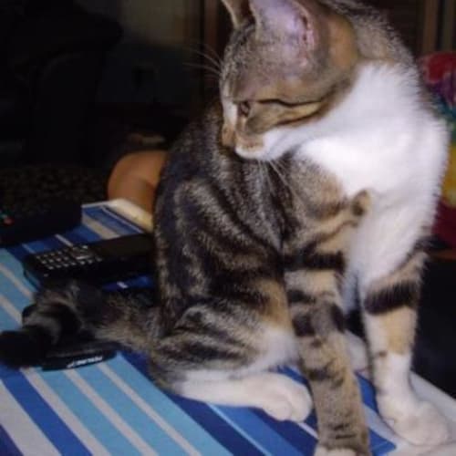 Merlin