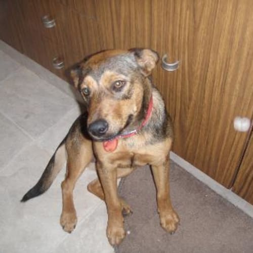 No photo for Peanut *Adoption Pending*