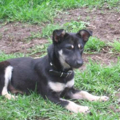 No photo for Millie *On Trial In Her New Home*