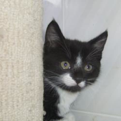 Smudge