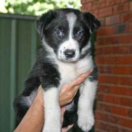 No photo for Max   Adoption Pending