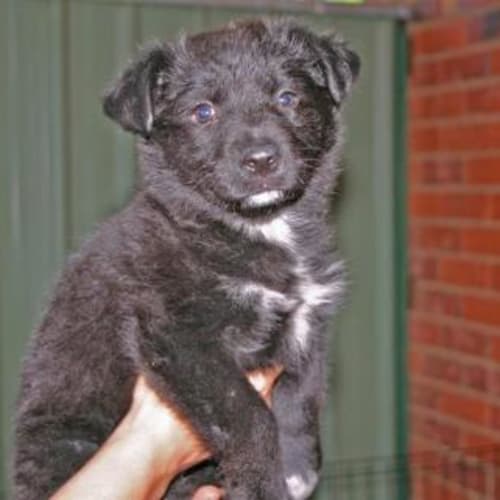 No photo for Breena   Adoption Pending
