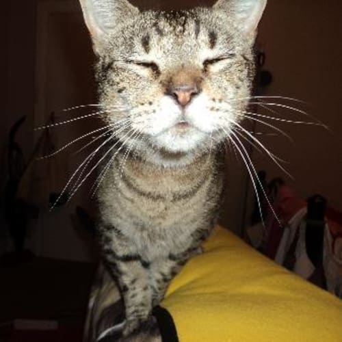 Marshal