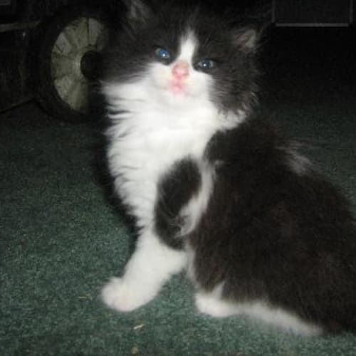 No photo for Basil