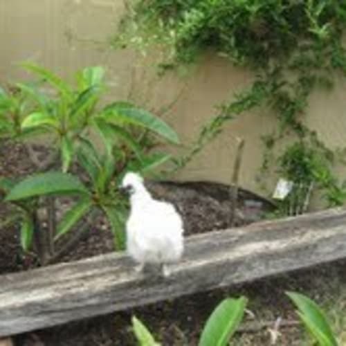 No photo for Teri Yaki (Rooster)