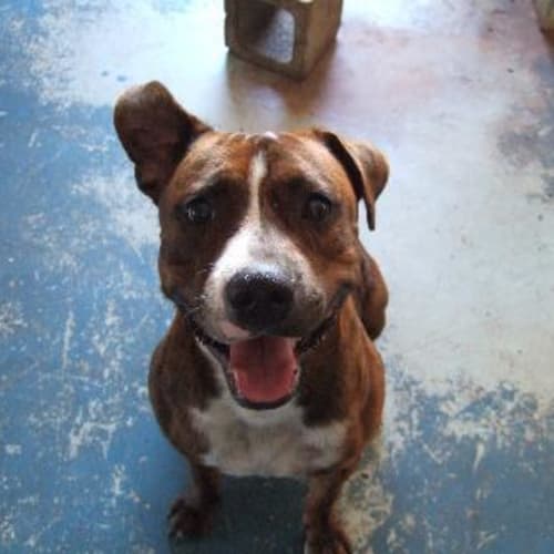 Dozer