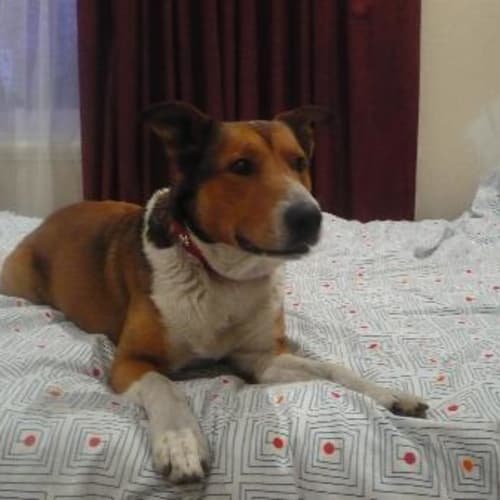 Junior Urgent Foster Or Adopt