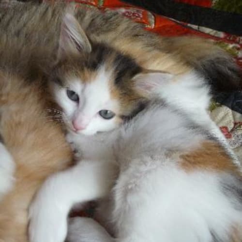 No photo for Maisy And Soxy*Trial Adoption 16/01/11*