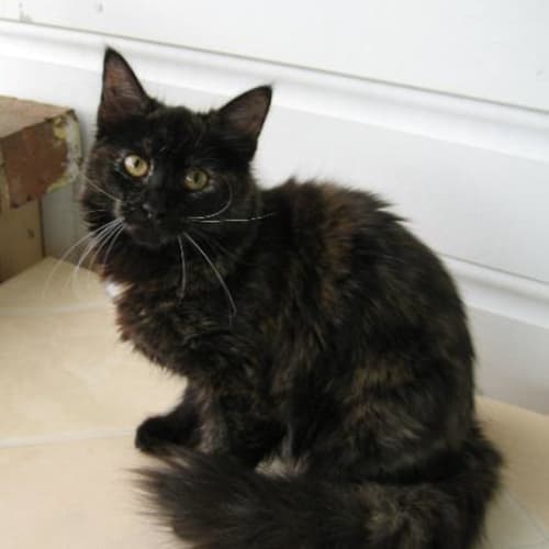 No photo for Heidi Has A Home!
