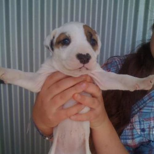 No photo for Dollys Pup 3