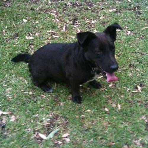 No photo for **Adoption Pending** Shadow