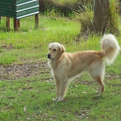 No photo for Max Rehomed