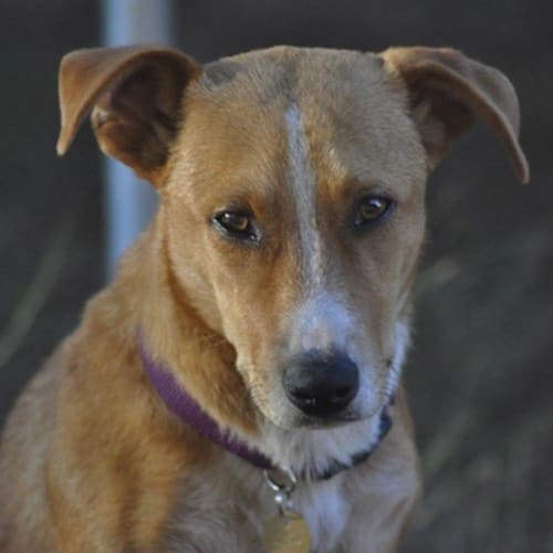 No photo for Lotti (D2219)