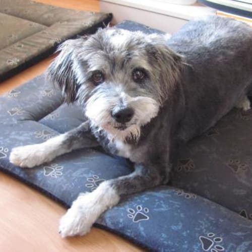 Scruffy Adoption Pending (On Trial)