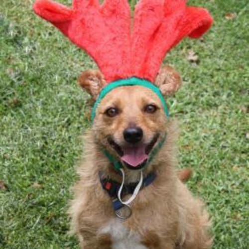 No photo for Scruffy