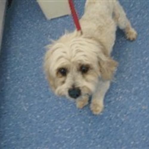 Sterilised Maltese in Pound - Foster Carer Needed.