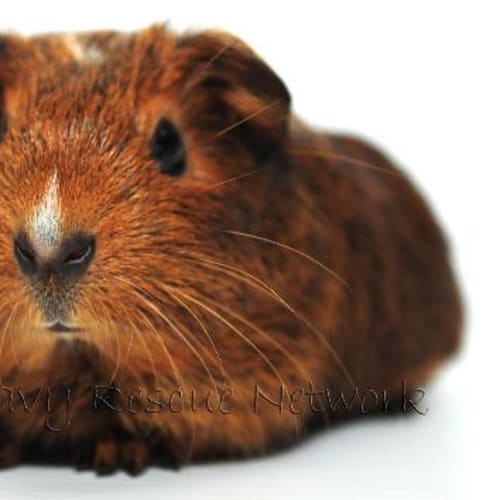 No photo for Mouse *Adopted*